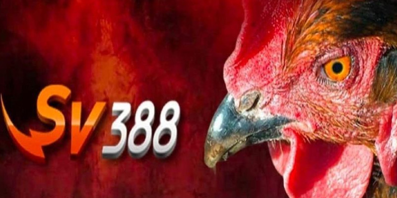 Đá Gà SV388 - Lựa Chọn Hàng Hàng Đầu Dành Cho Kê Thủ 1 Giới thiệu về sảnh đá gà hấp dẫn SV388